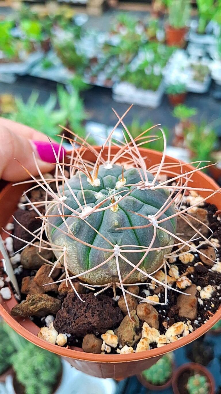 Gymnocalycium weissianum cinerascens
