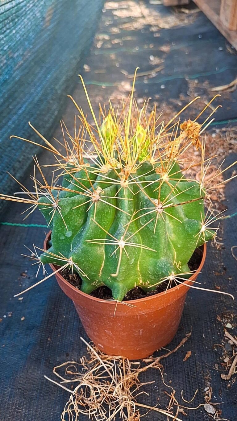 Hamatocactus Longihamatus