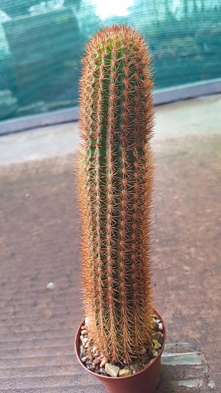 Hildewintera Hybrid Montezuma