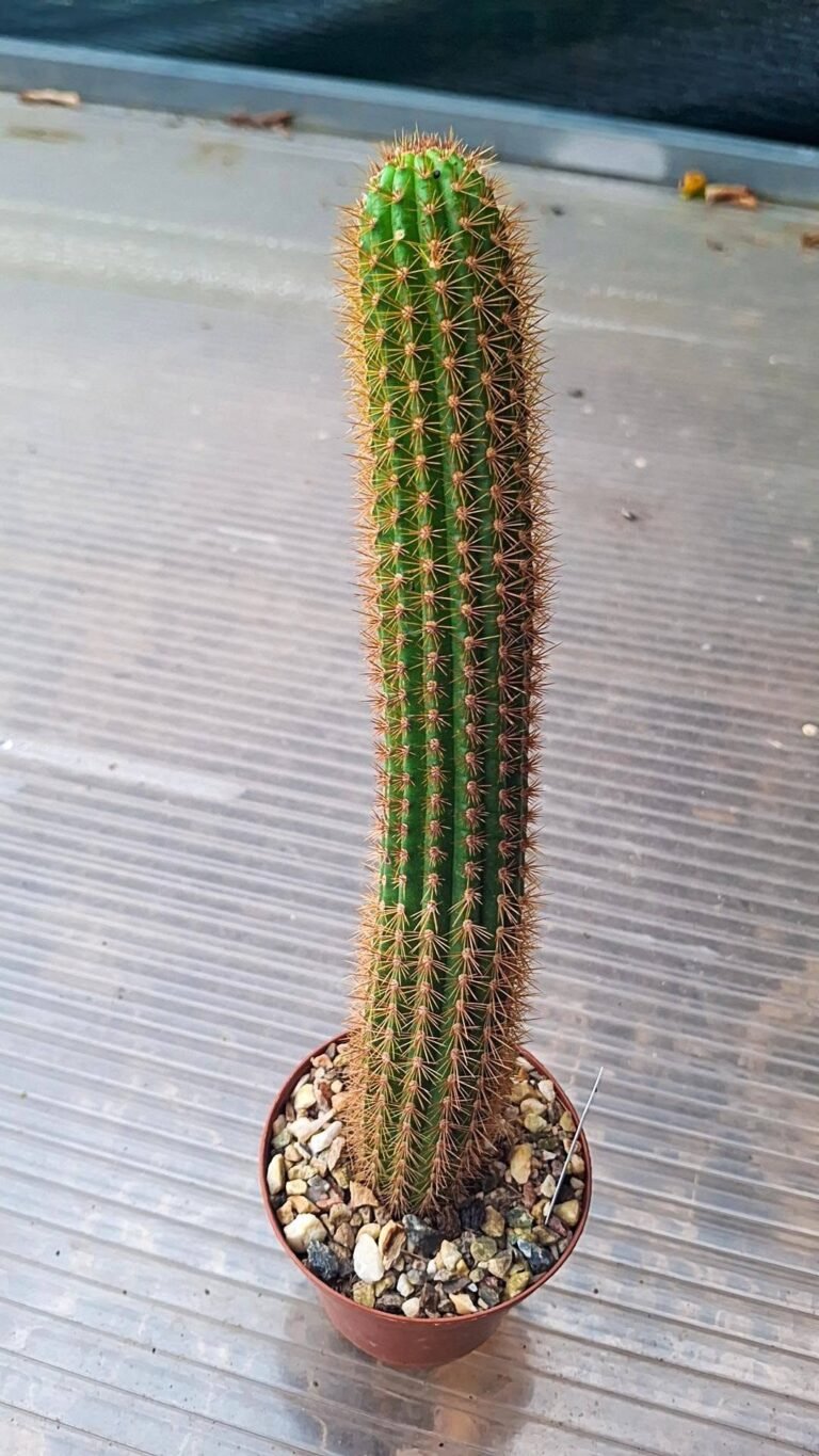 Hildewintera aureispina hybrid cv rudolf herzog
