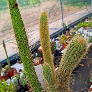 Hildewintera + cleistocactus mix