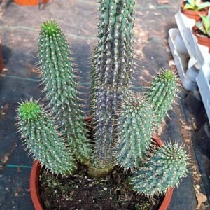 Hoodia Gordonii accestita Big Size