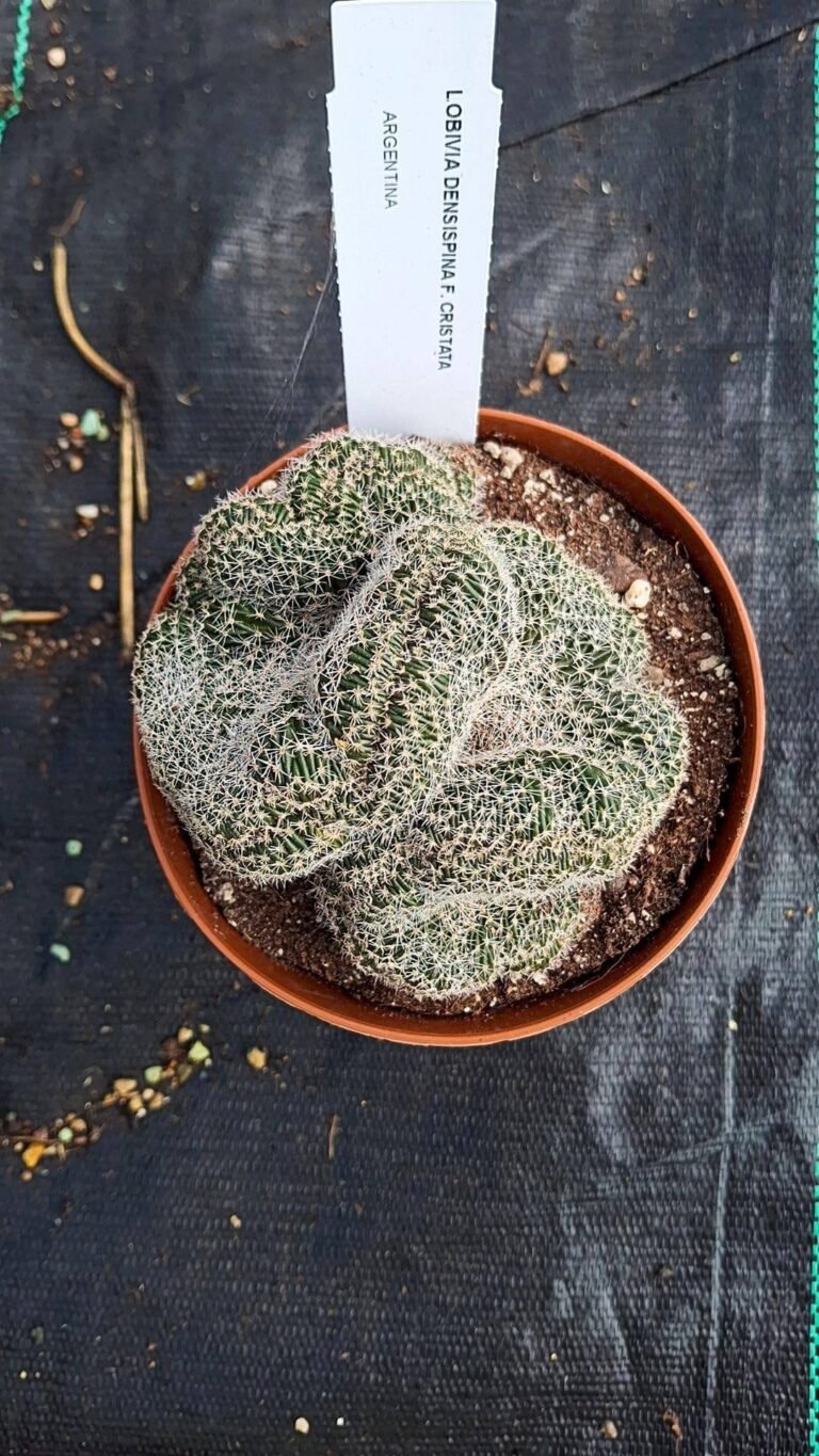 Siracactus-cactus-Lobivia-densispina-crestata-3.jpg
