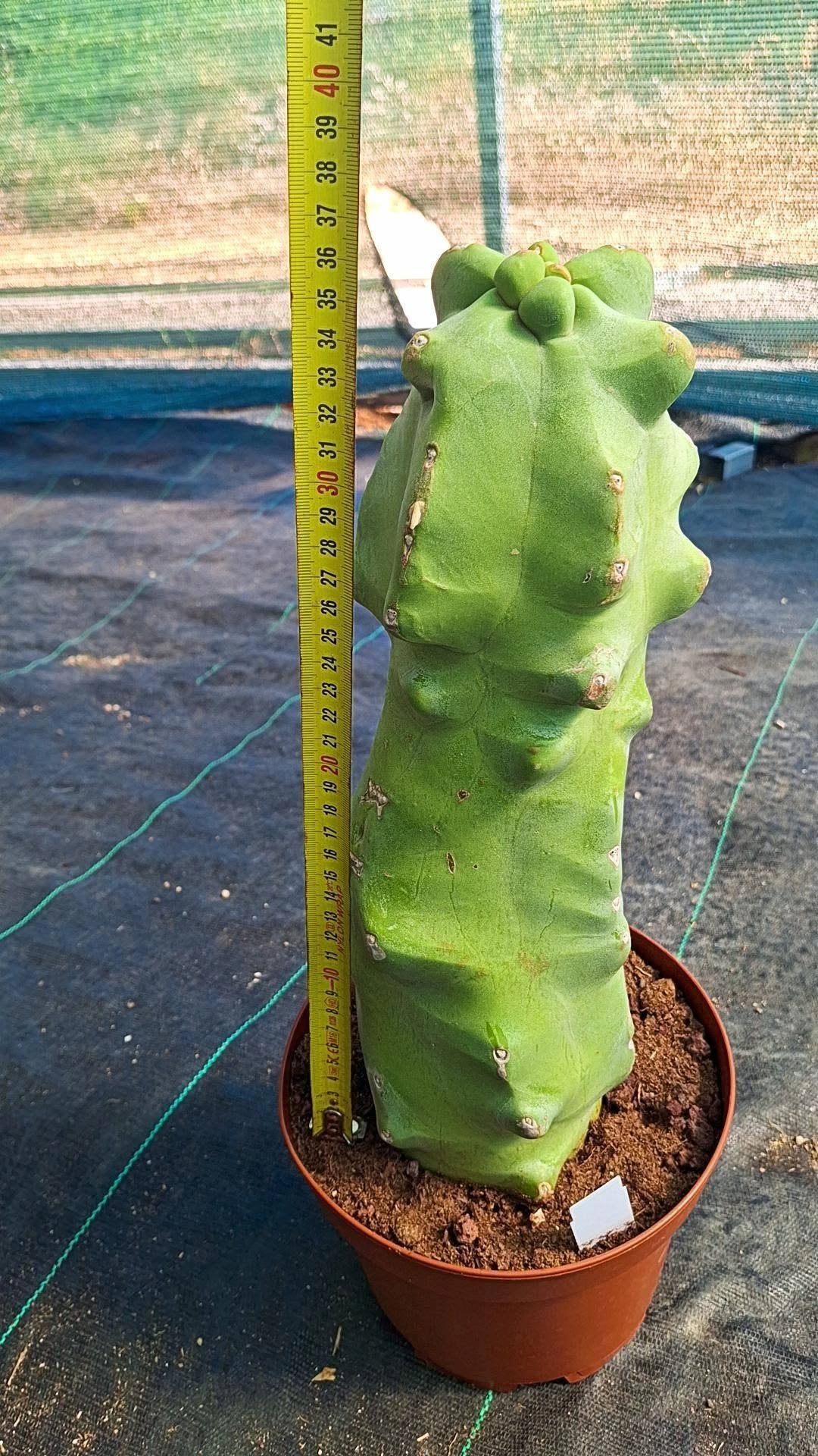 Lophocereus Schottii Mostruoso v. Maior
