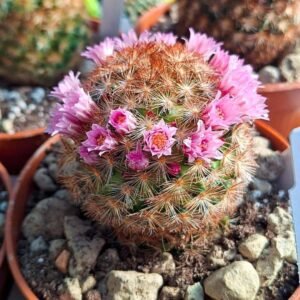 Mammillaria Carmenae