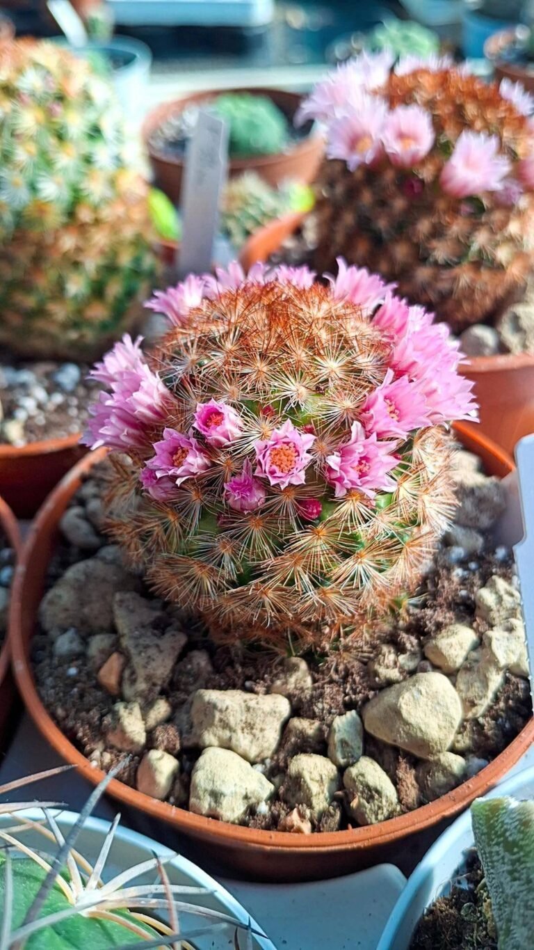 Siracactus-cactus-Mammillaria-carmenae.jpg