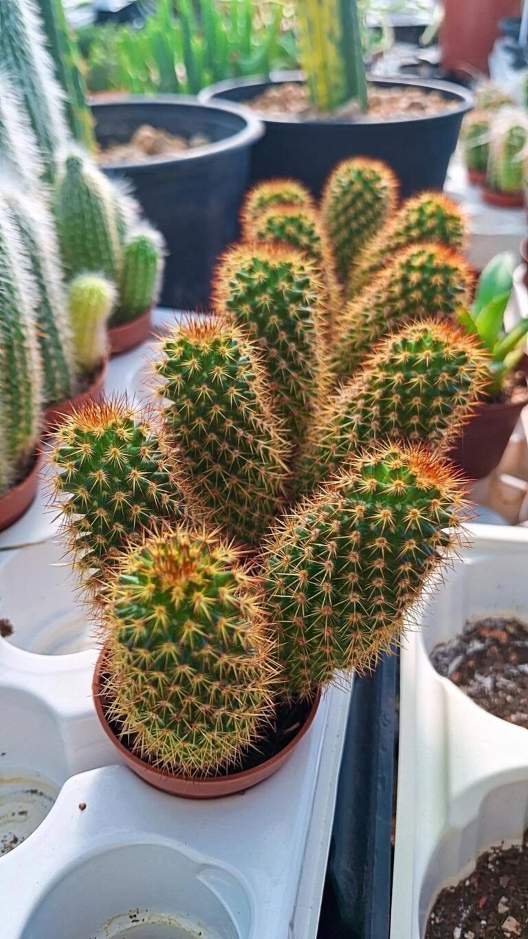 Mammillaria columbiana