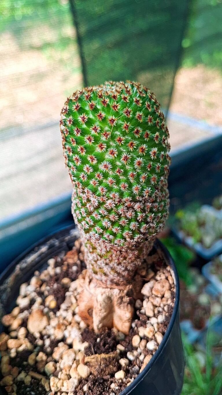 Mammillaria crucigera innestata