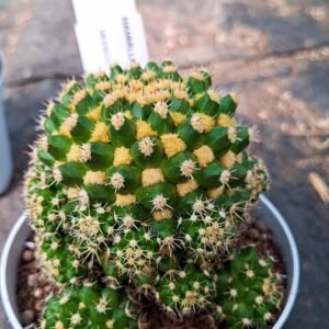 Mammillaria Voburnensis v. Eichlamii