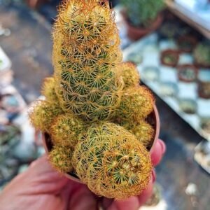 Mammillaria elongata Lemon juice
