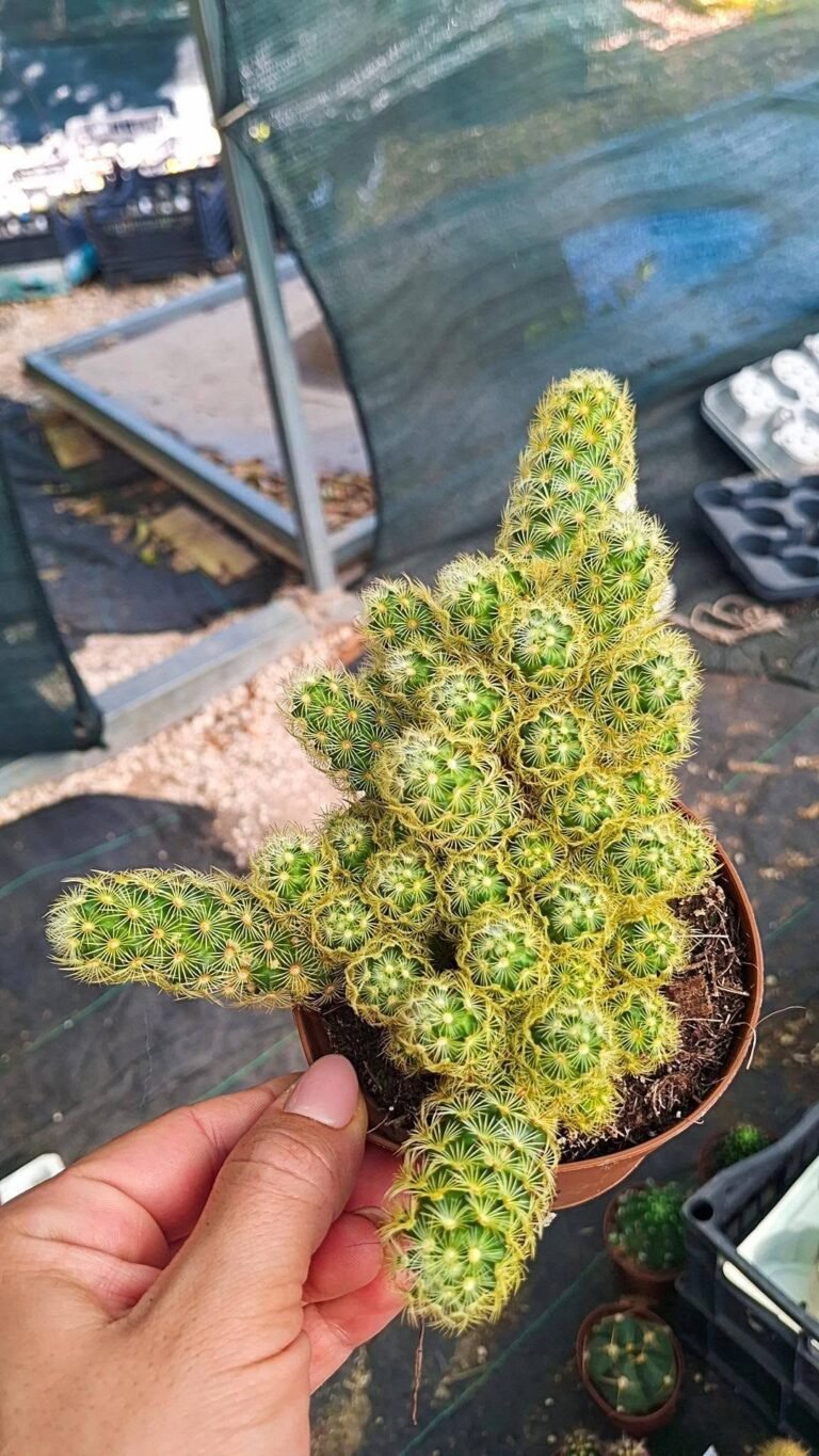 Mammillaria elongata lemon