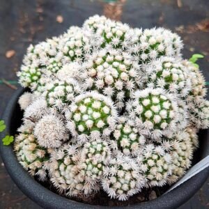 Mammillaria gracilis cv Arizona Snowcap