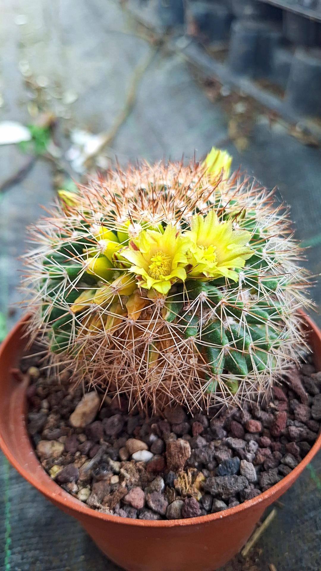 Mammillaria Marksiana Variegata - Siracactus cactus online