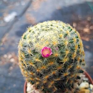 Mammillaria schiedeana v. roseiflora