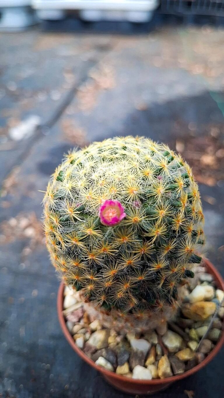 Mammillaria schiedeana v. roseiflora
