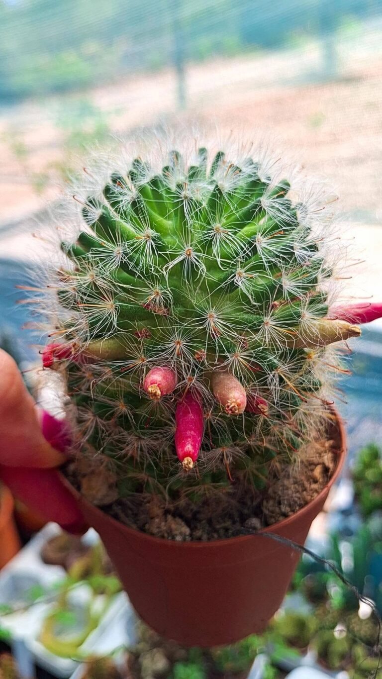Mammillaria sp