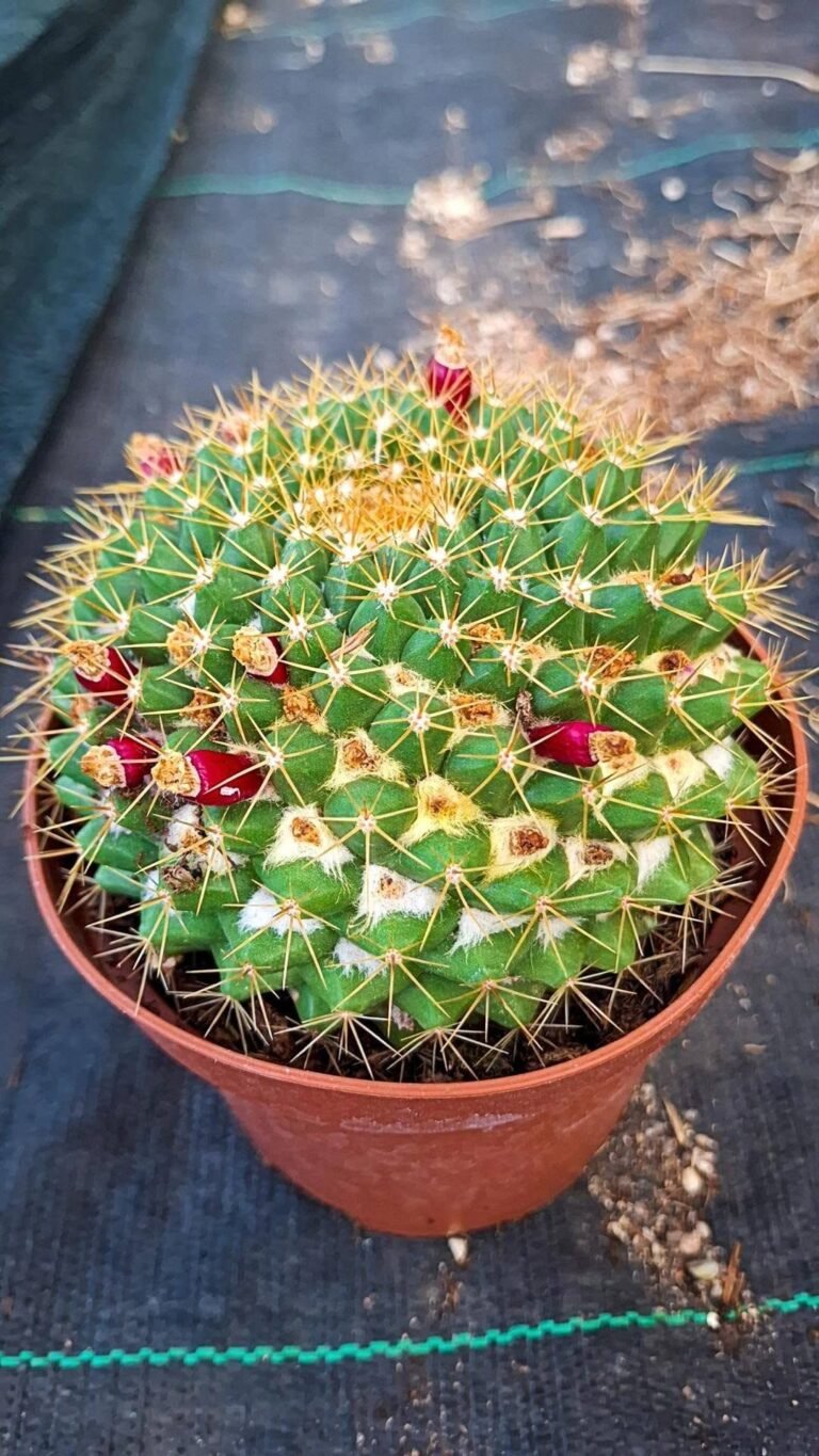 Mammillaria sp