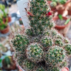 Mammillaria swinglei