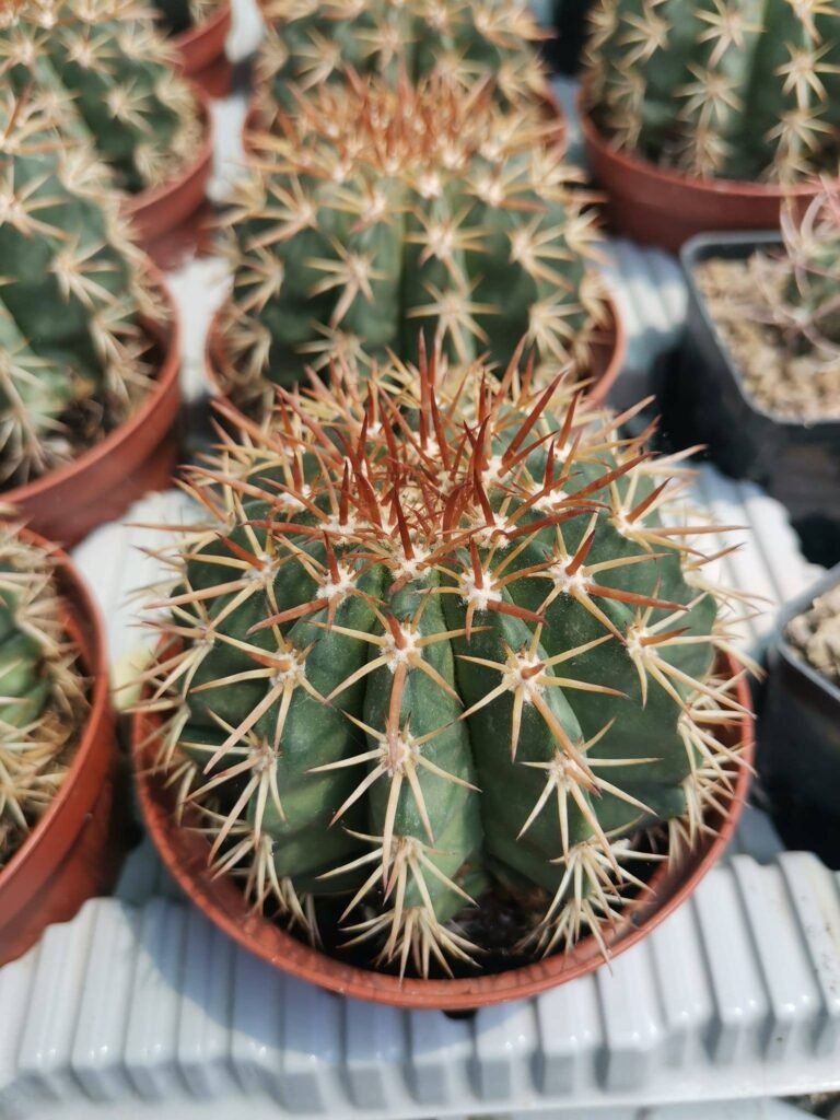 Melocactus Sp