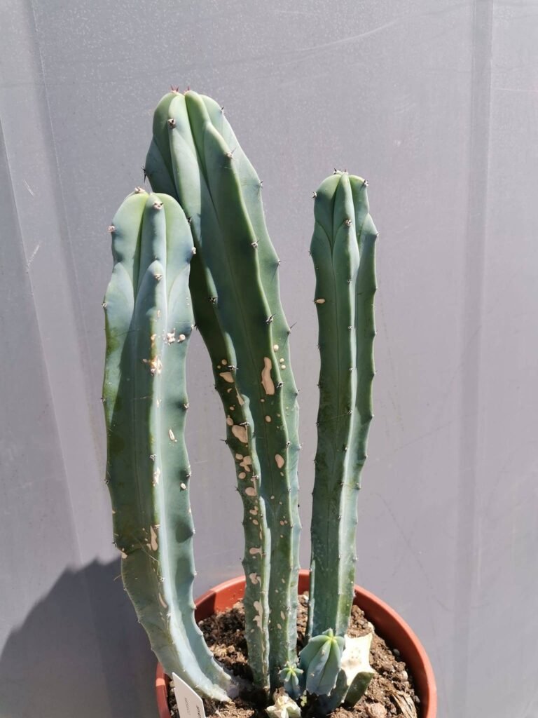 Myrtillocactus Geometrizans