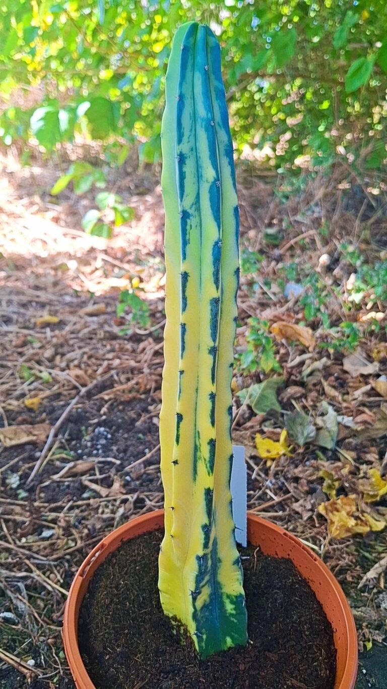 Myrtillocactus geometrizans Variegata