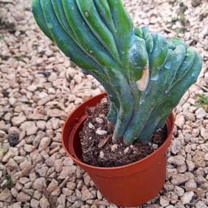 Myrtillocactus Geometrizans Crestata