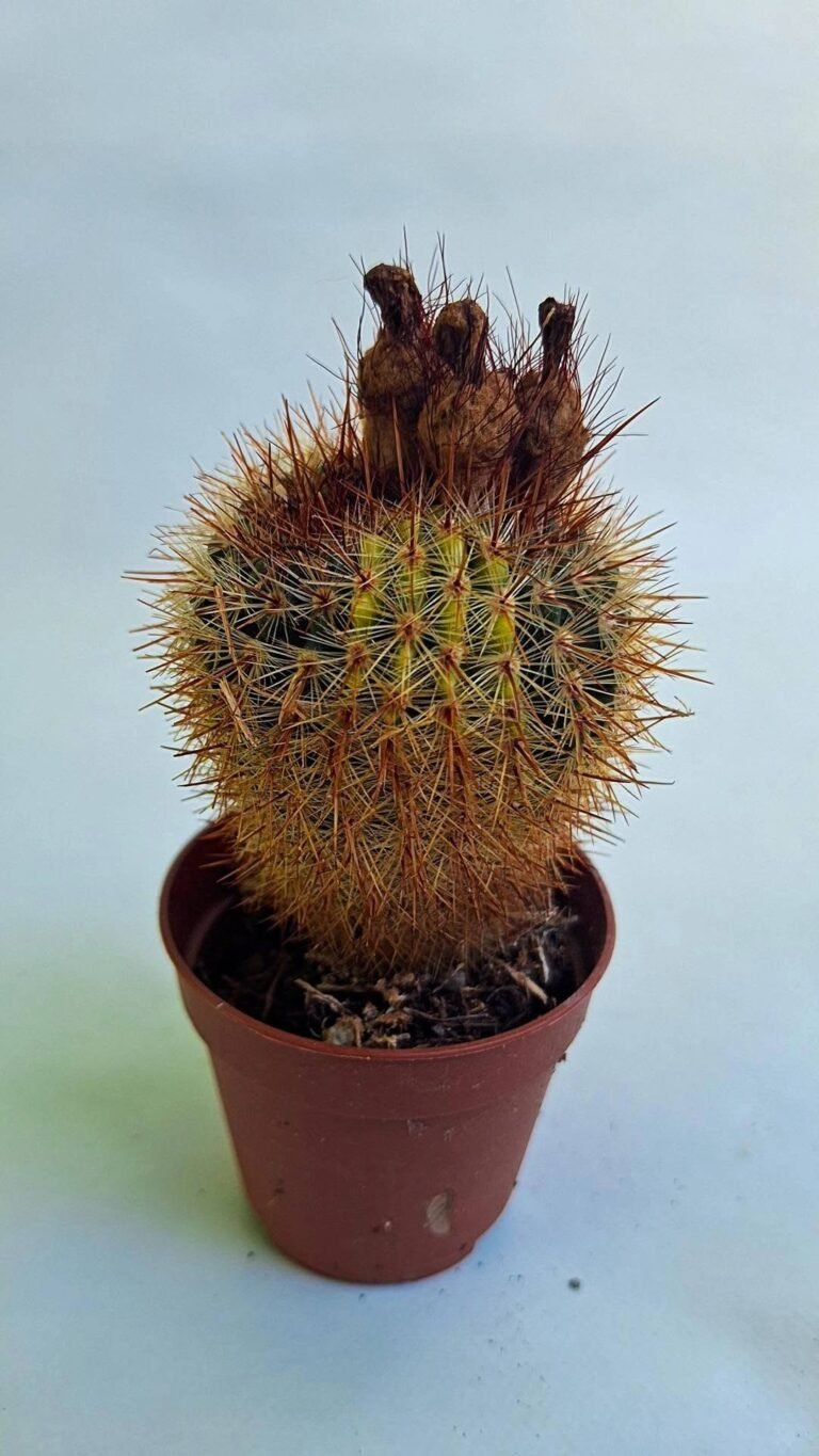 Notocactus schlosseri Variegato