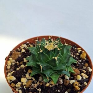 Obregonia Denegrii