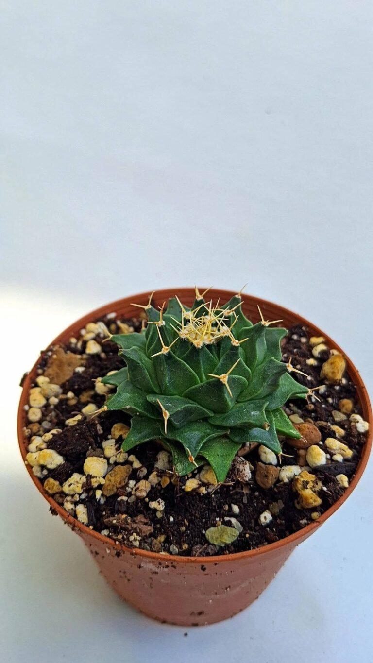 Obregonia Denegrii