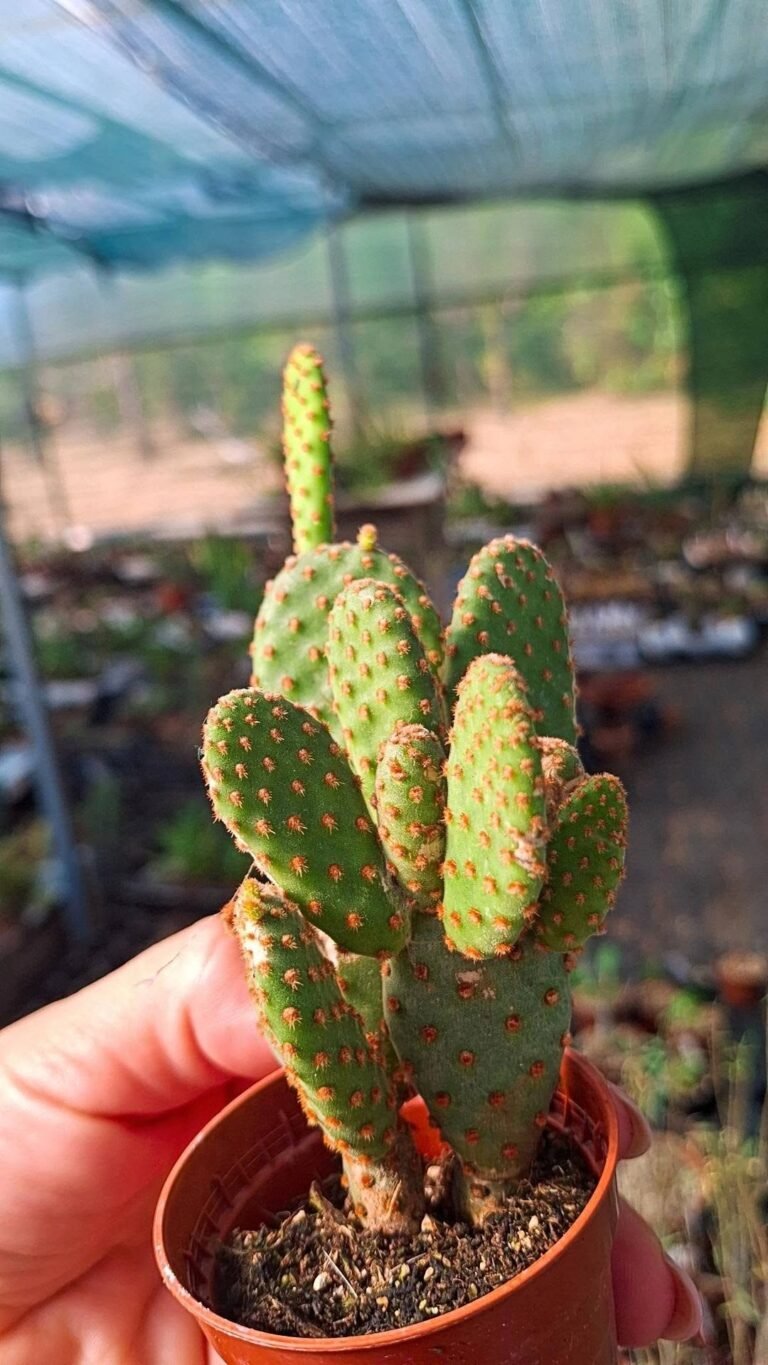 Opuntia Microdasys Rufida