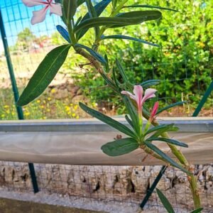 Pachypodium Bispinosum
