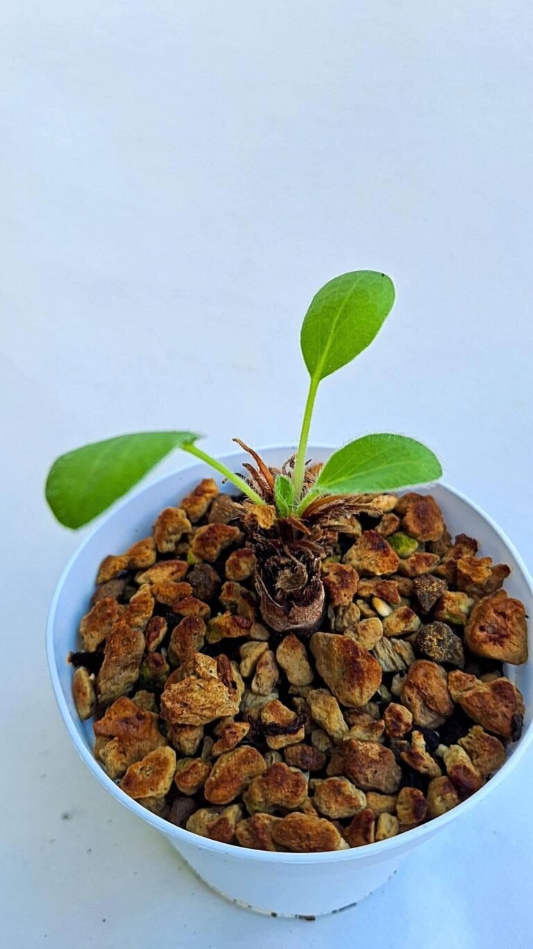 Pelargonium auritum