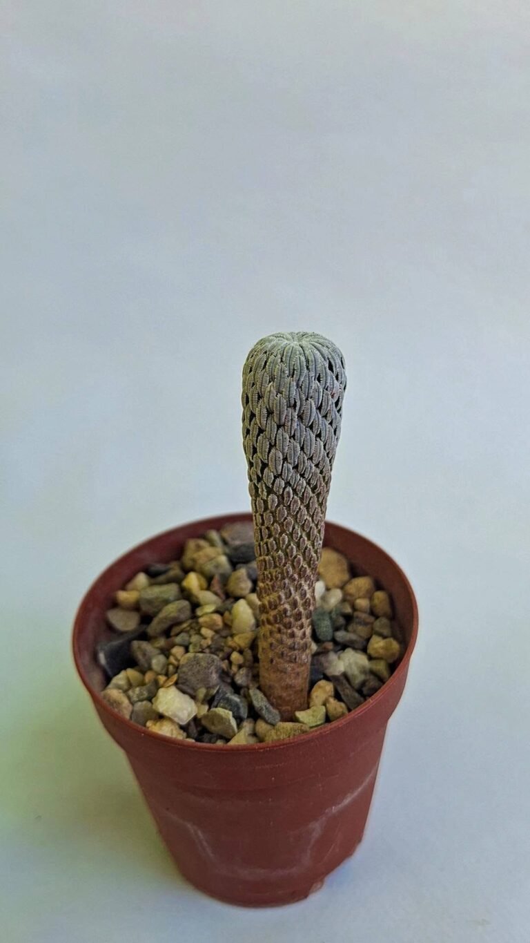 Pelecyphora aselliformis