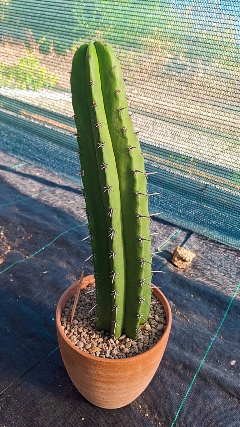 Polaskia Chichipe Big