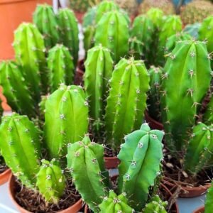 Cactus Colonnari