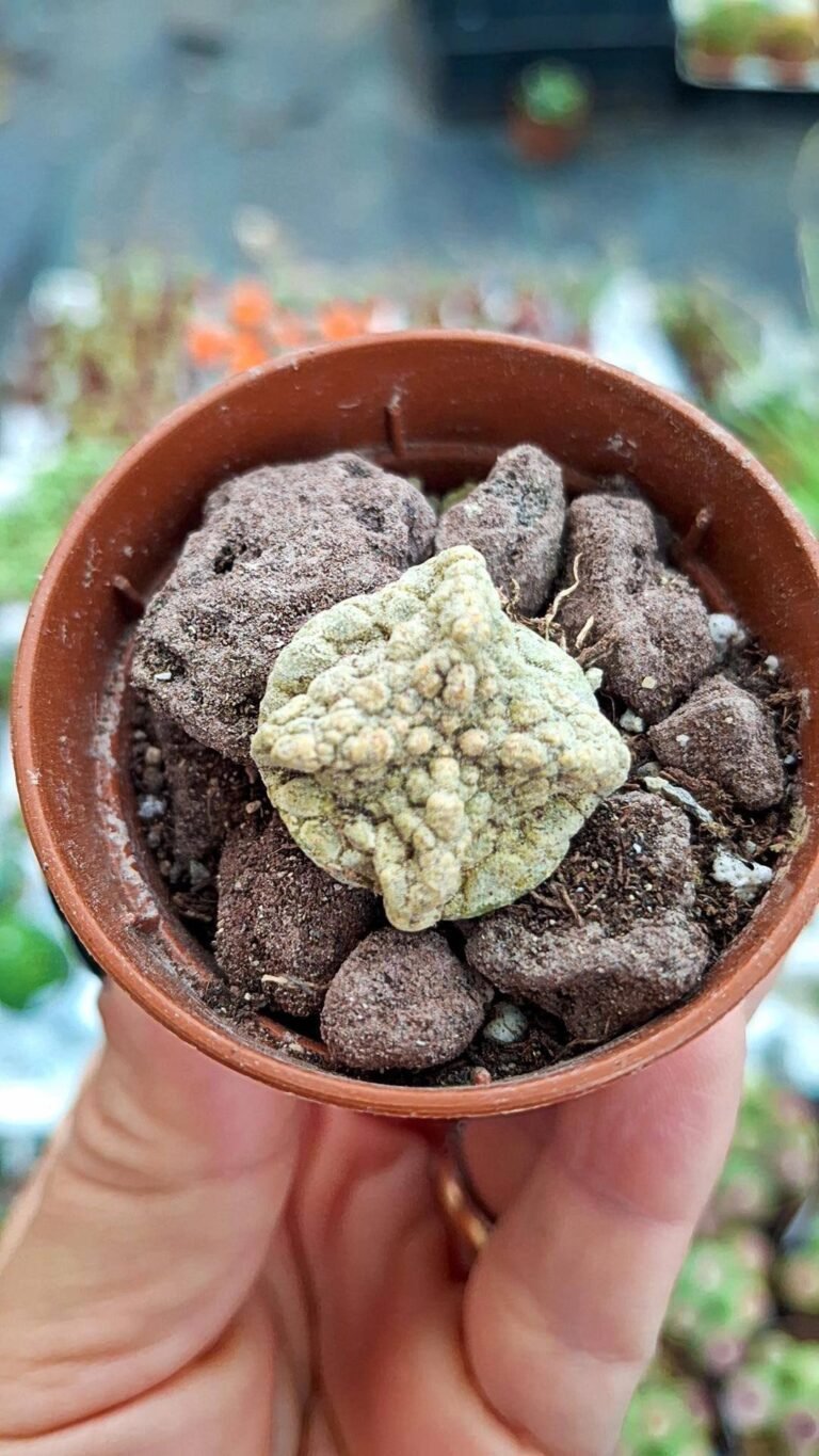 Siracactus-cactus-Pseudolithos-cubiformis-1.jpg
