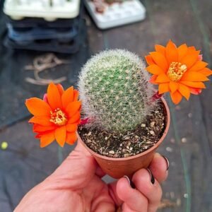 Rebutia Flavystila