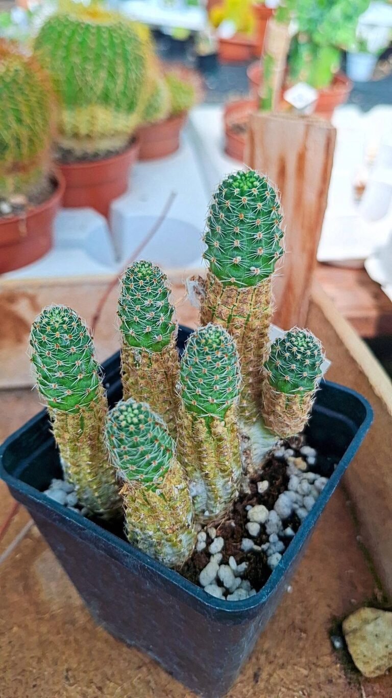 Rebutia Pygmaea