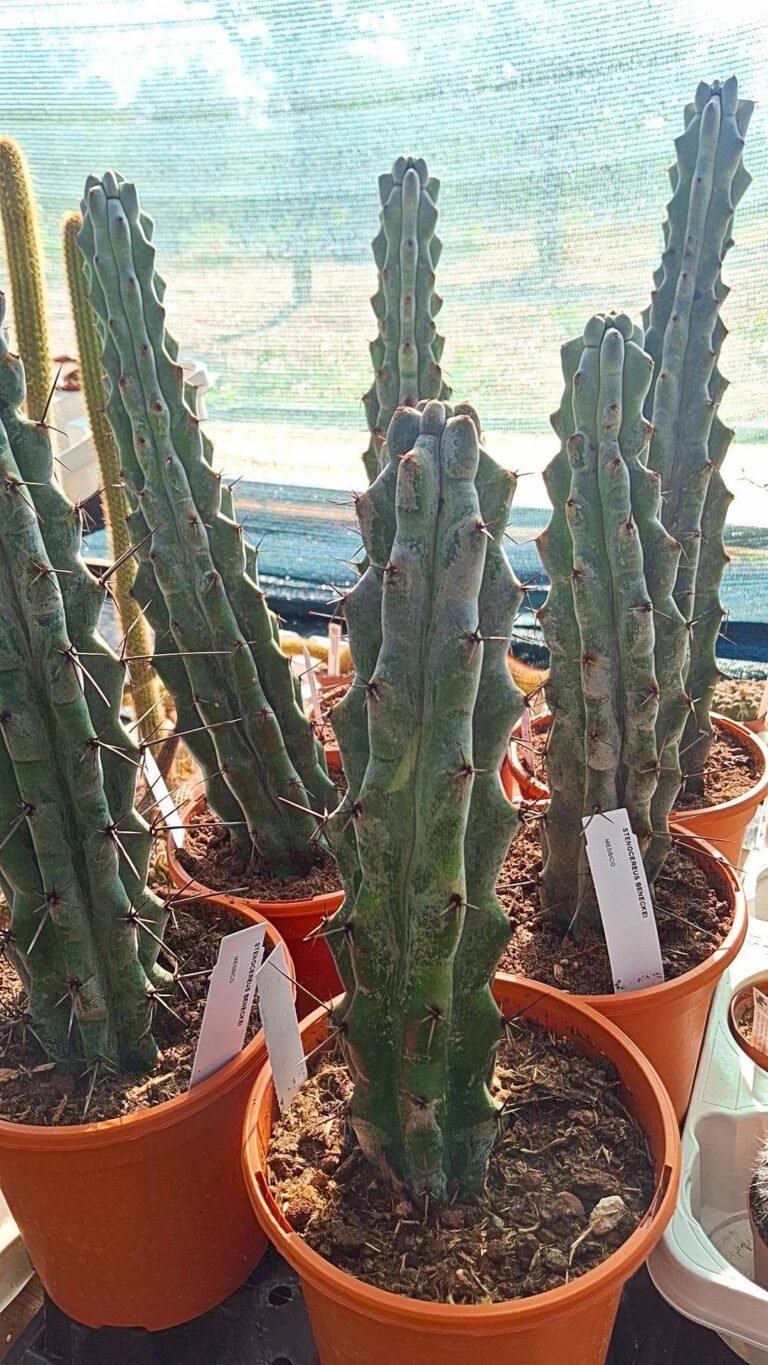 Stenocereus Beneckei