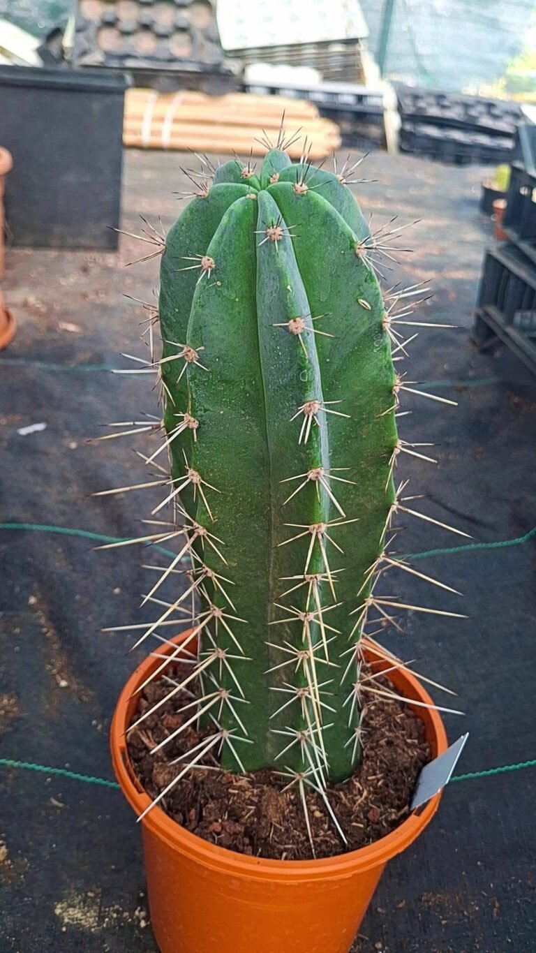 Stenocereus Stellatus