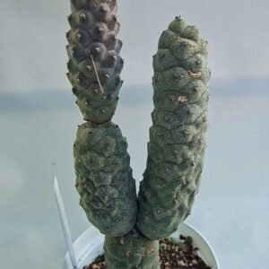 Tephrocactus Articulatus Inermis