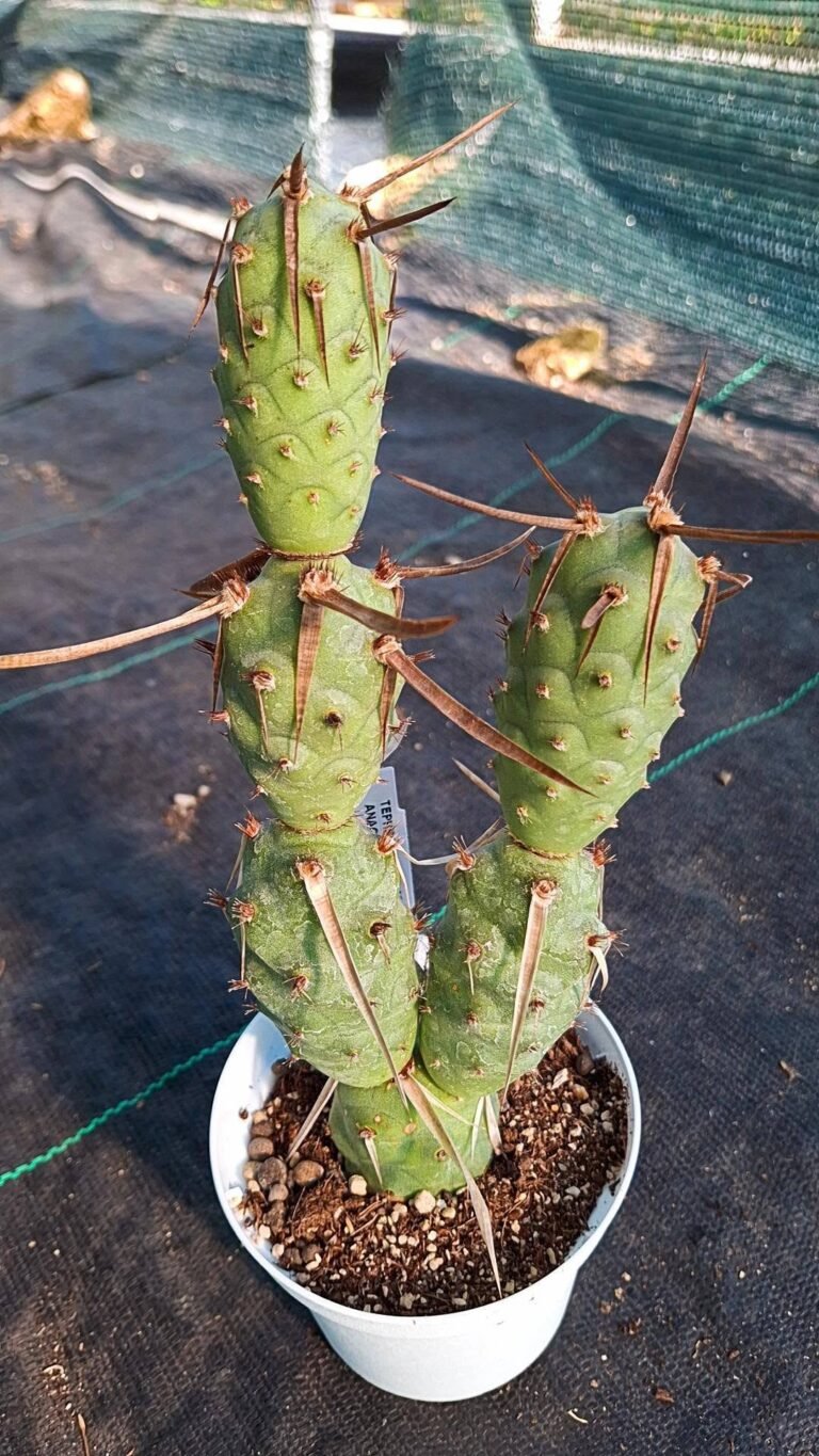 Tephrocactus articulatus v anagasta la cordubuta