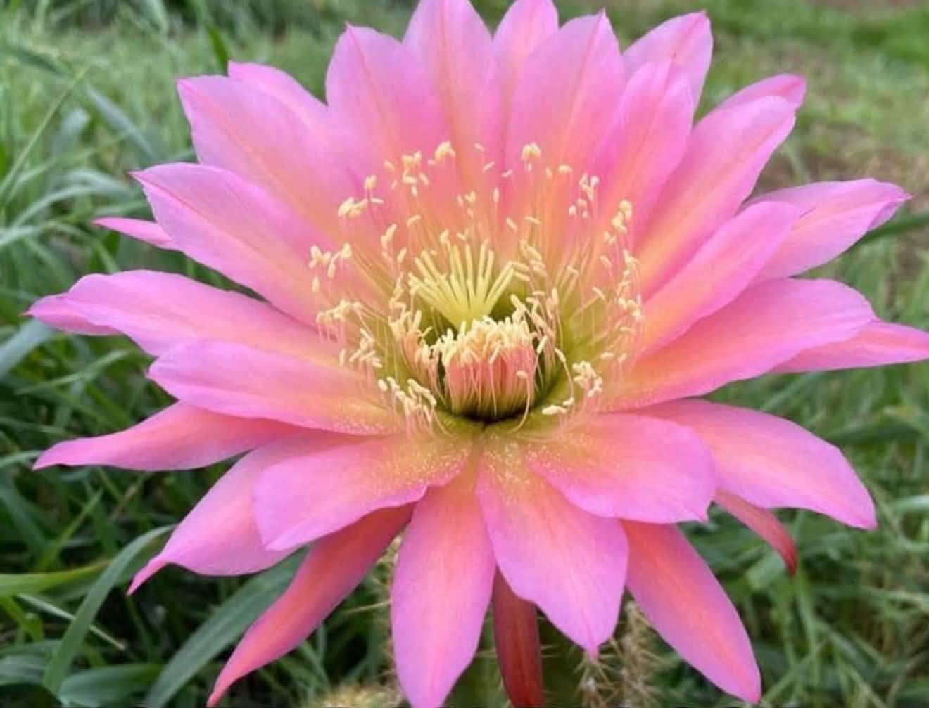 Trichocereus 55 Pan th 295