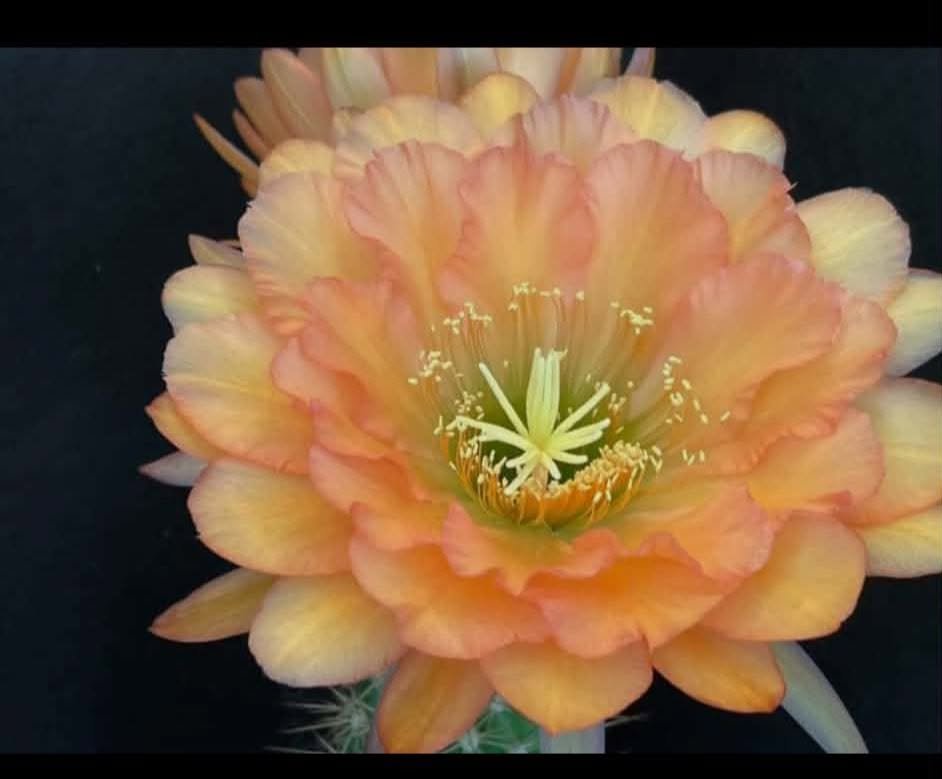 Trichocereus Hybrid 157 Pan th