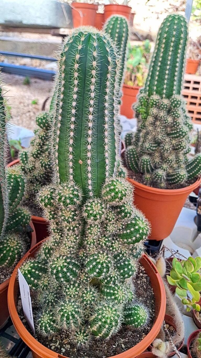 Trichocereus huascha big super accestiti
