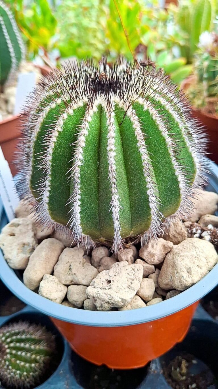 Siracactus-cactus-Uebelmannia-pectinifera-big-size-2.jpg