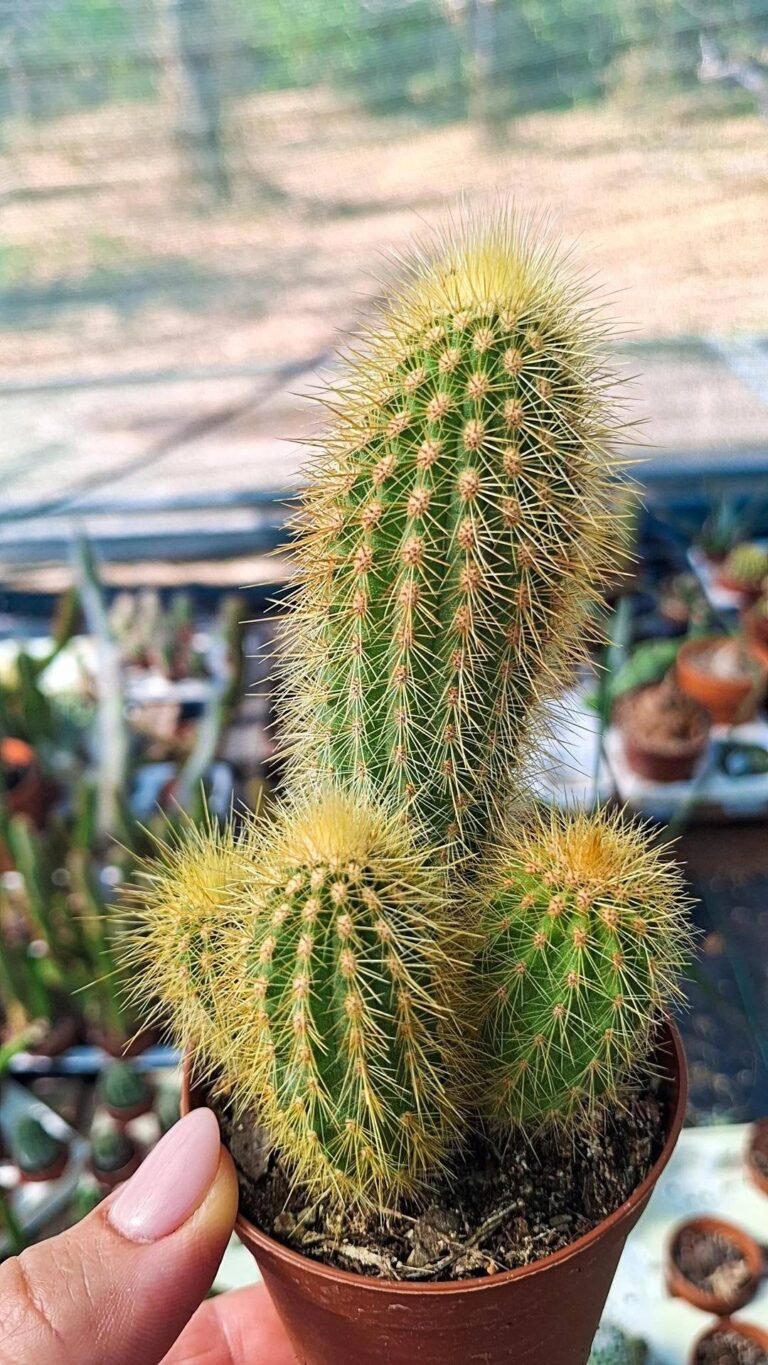 Vatricania Guentheri