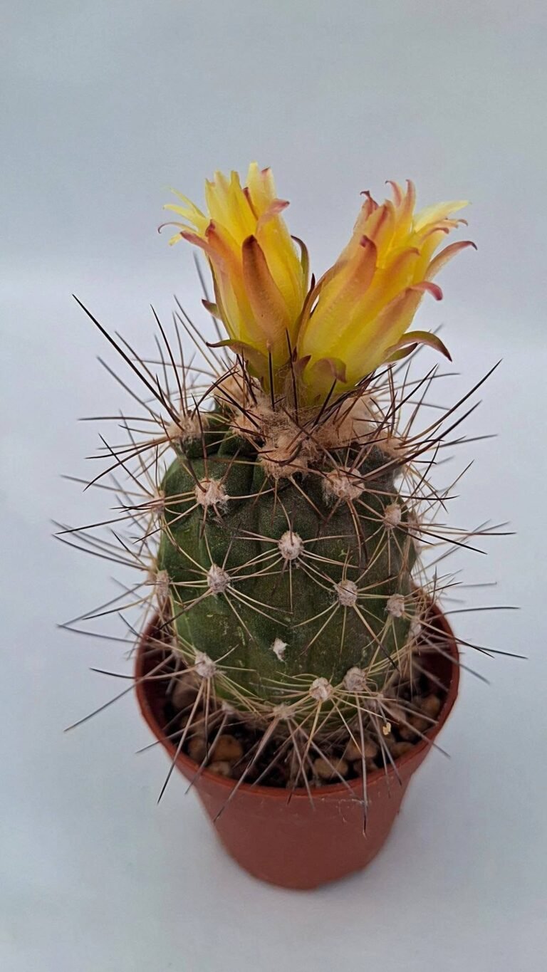 Copiapoa sp