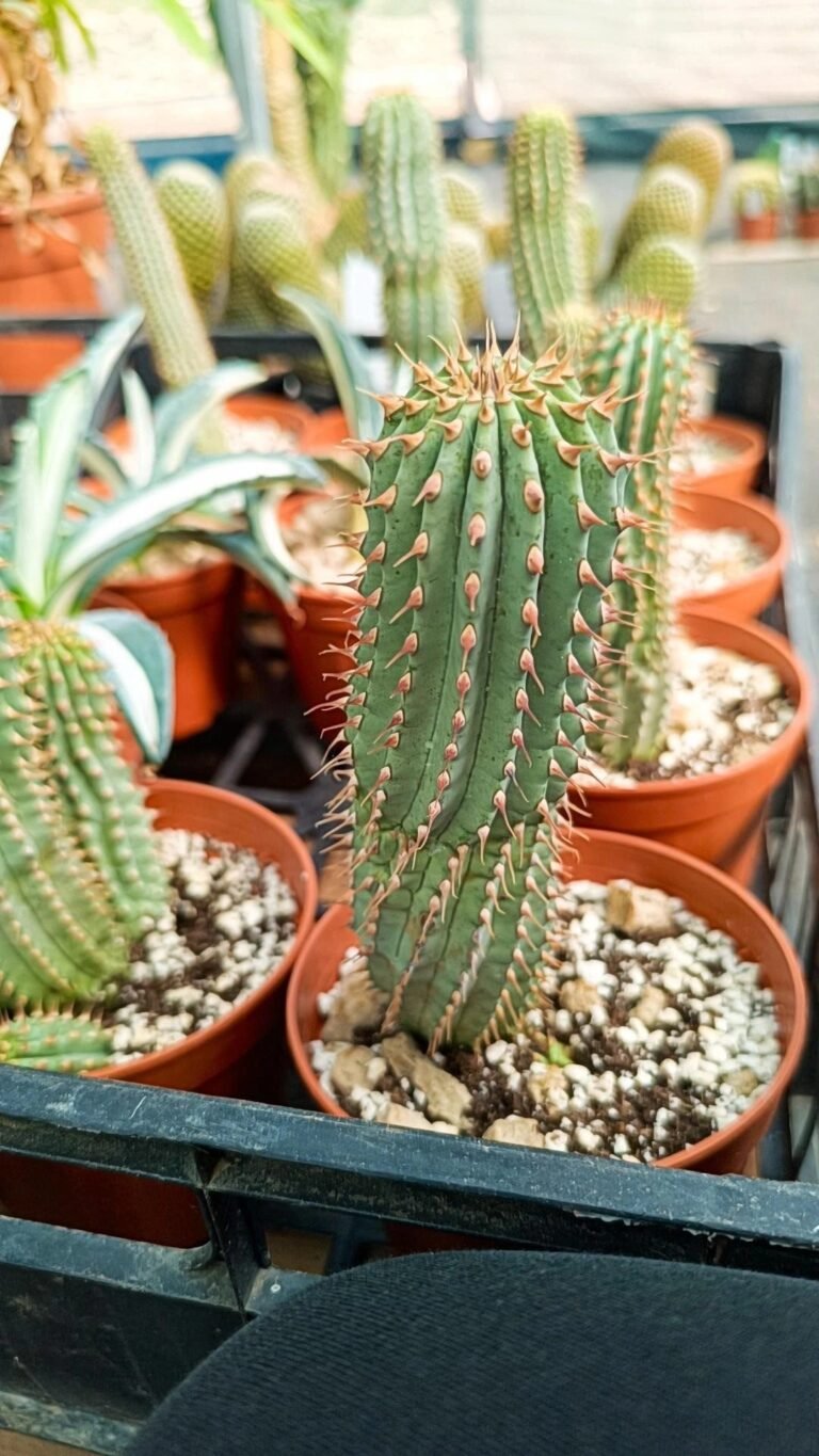 Hoodia Gordonii