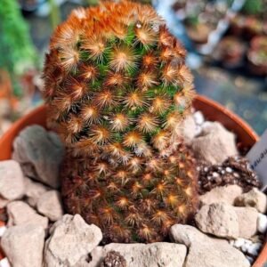 Mammillaria Carmenae f bianco